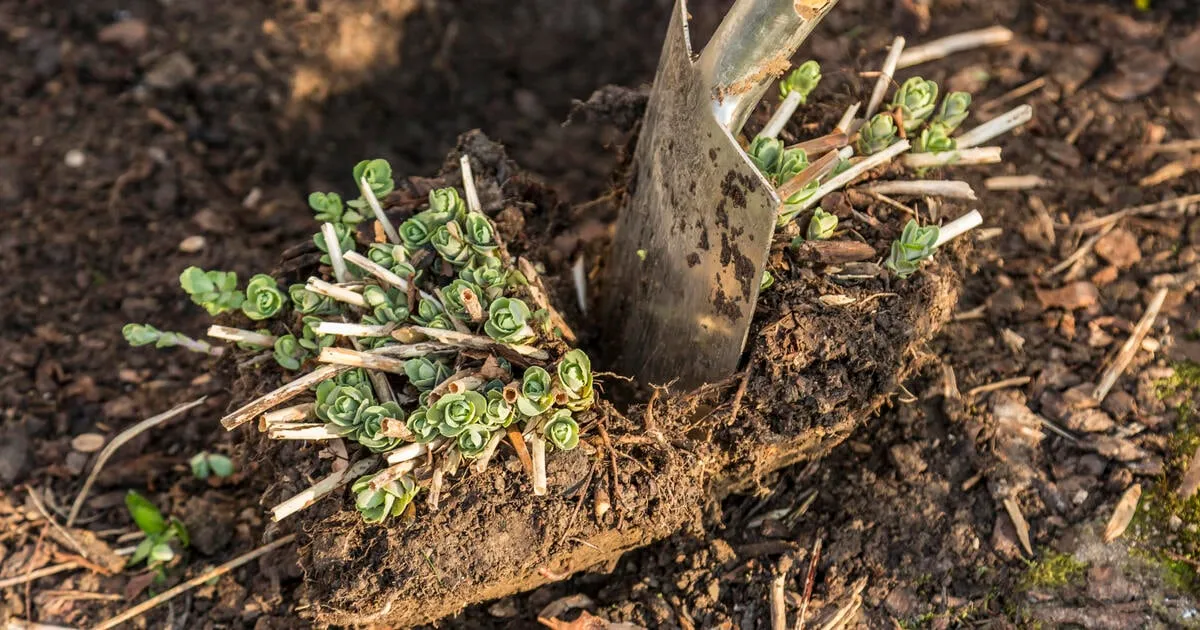 Gartenarbeiten im März : so legen Sie den Grundstein fürs blühende Paradies