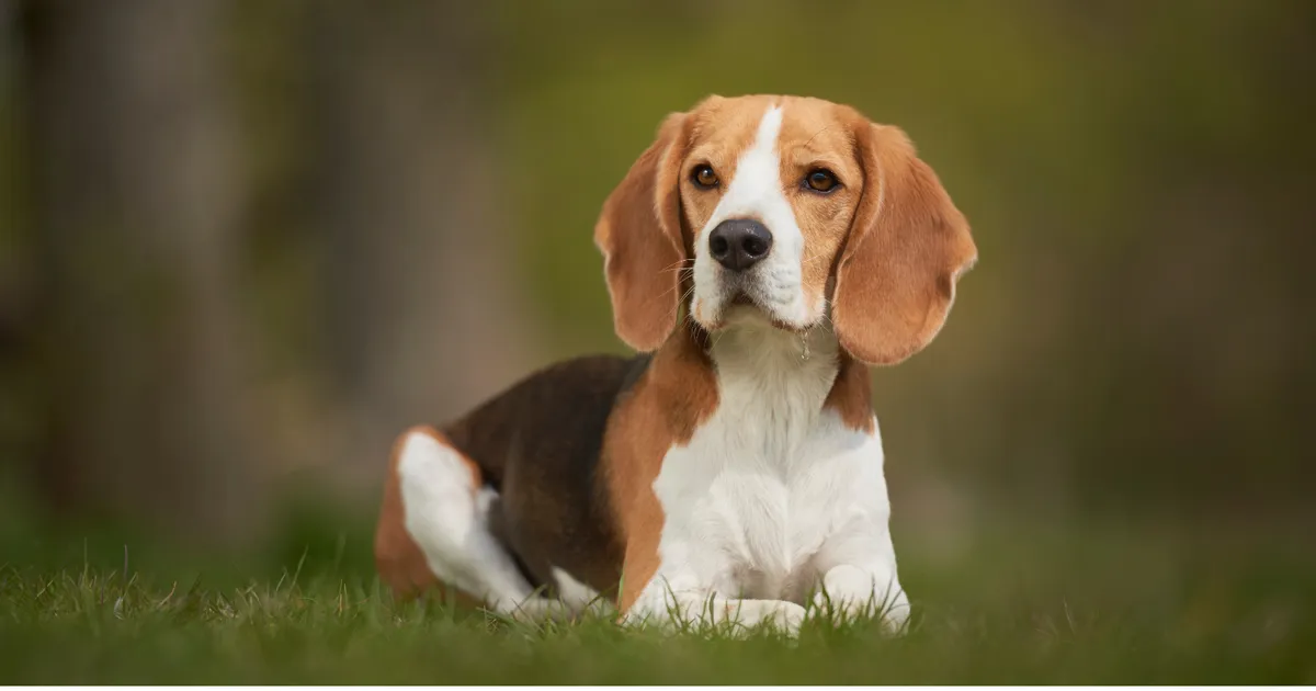 Zehn Hunderassen, die besonders enge Bindungen zu Menschen haben