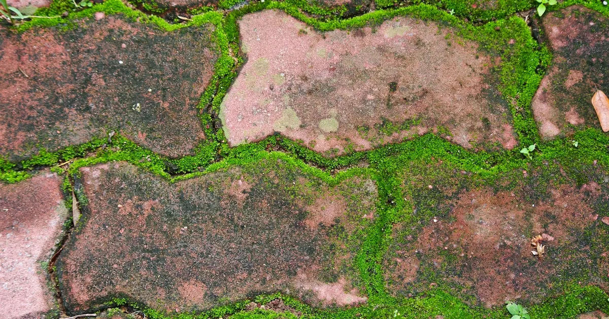 Frühjahrsputz im Garten: Moos günstig und wirkungsvoll loswerden