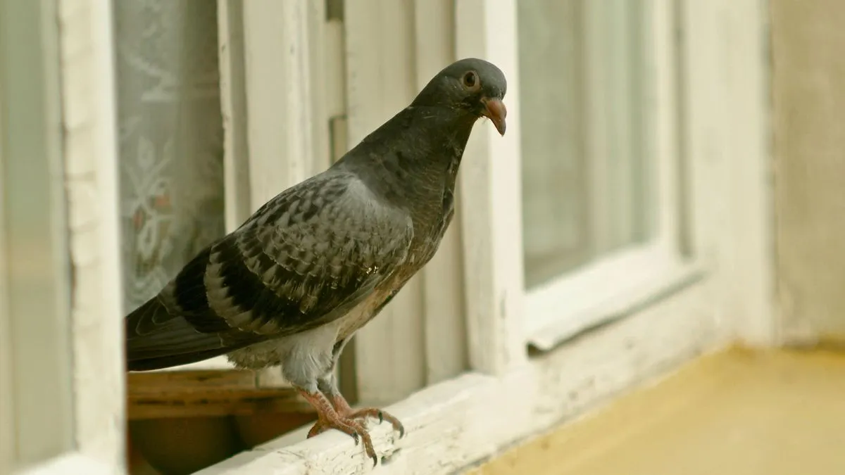 Taube in der Stadt: Alltag, Zeichen und Bedeutung