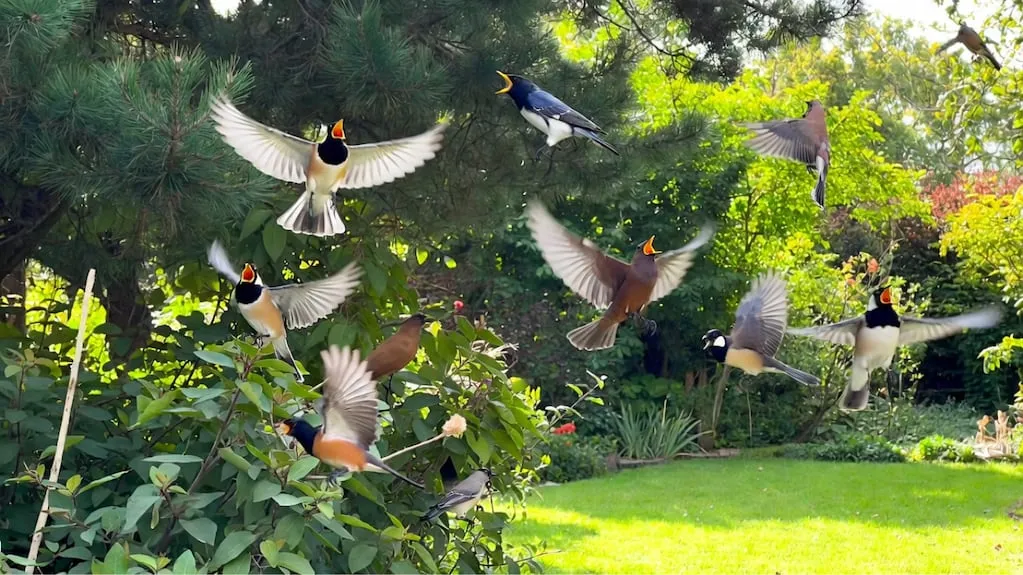 Was Vogelgezwitscher im Alltag aussagt