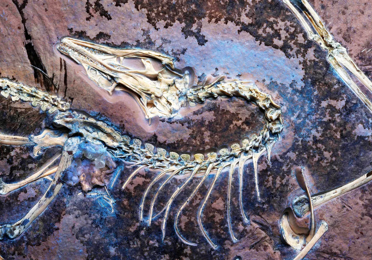 Ein neuer Blick auf den Archaeopteryx