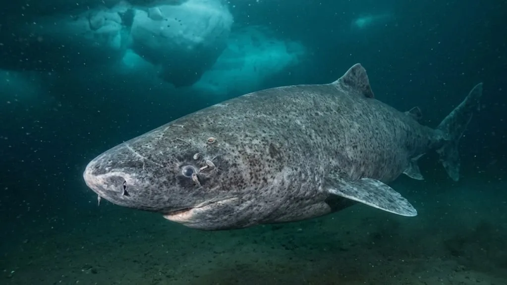 Historischer Fund: Ein schätzungsweise 399 Jahre alter Grönlandhai entdeckt, geboren um 1627