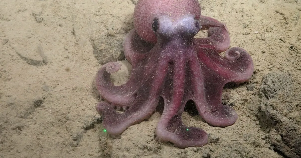 Neue Tiefsee-Tintenfischart entdeckt